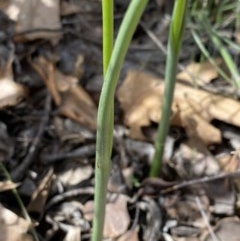 Microtis sp. at Hughes, ACT - 19 Nov 2020