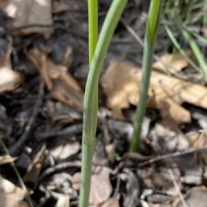 Microtis sp. at Hughes, ACT - 19 Nov 2020