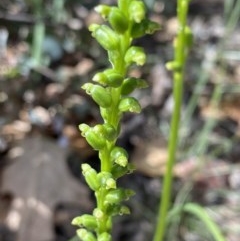 Microtis sp. at Hughes, ACT - 19 Nov 2020