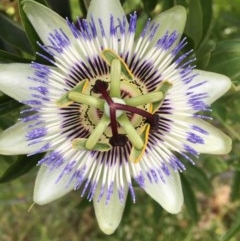 Passiflora caerulea (Blue Passionflower) at Red Hill Nature Reserve - 19 Nov 2020 by Tapirlord