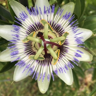 Passiflora caerulea (Blue Passionflower) at Red Hill to Yarralumla Creek - 19 Nov 2020 by Tapirlord