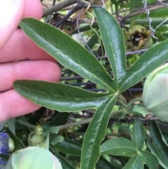 Passiflora caerulea at Hughes, ACT - 19 Nov 2020