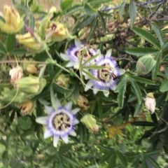 Passiflora caerulea at Hughes, ACT - 19 Nov 2020