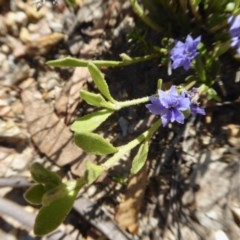 Dampiera stricta (Blue Dampiera) at Yass River, NSW - 18 Dec 2020 by SenexRugosus