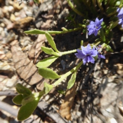 Dampiera stricta (Blue Dampiera) at Yass River, NSW - 18 Dec 2020 by SenexRugosus