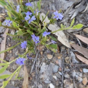Dampiera stricta at Yass River, NSW - 18 Dec 2020