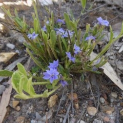 Dampiera stricta at Yass River, NSW - 18 Dec 2020