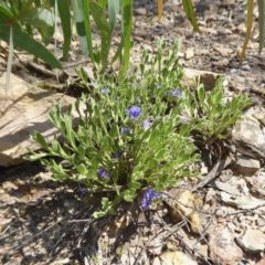 Dampiera stricta at Yass River, NSW - 18 Dec 2020