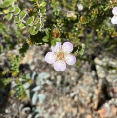 Leptospermum micromyrtus (Button Tea-tree) at Red Hill to Yarralumla Creek - 19 Nov 2020 by KL