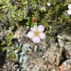 Leptospermum micromyrtus at Hughes, ACT - 19 Nov 2020