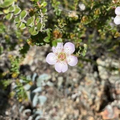 Leptospermum micromyrtus (Button Tea-tree) at Red Hill to Yarralumla Creek - 19 Nov 2020 by KL