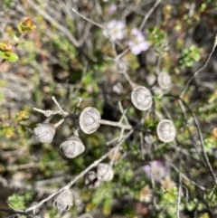 Leptospermum micromyrtus at Hughes, ACT - 19 Nov 2020