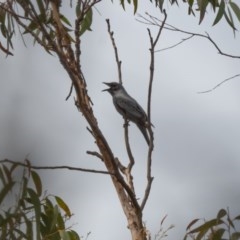 Edolisoma tenuirostre (Common Cicadabird) at Guula Ngurra National Park - 18 Nov 2020 by NigeHartley