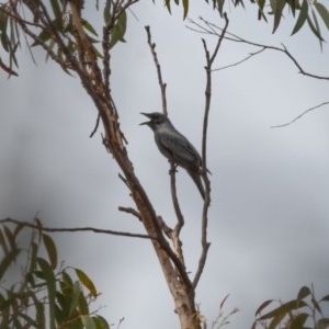 Edolisoma tenuirostre at Canyonleigh, NSW - 19 Nov 2020