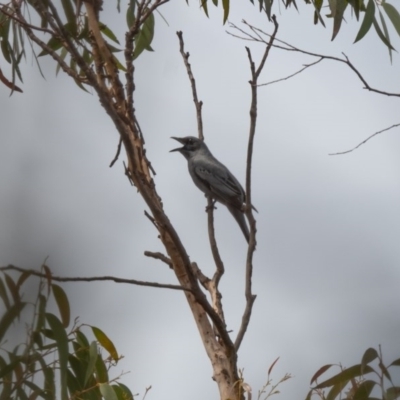 Edolisoma tenuirostre (Common Cicadabird) at Wingecarribee Local Government Area - 19 Nov 2020 by NigeHartley