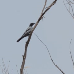 Edolisoma tenuirostre at Canyonleigh, NSW - suppressed