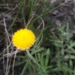 Coronidium scorpioides (Button Everlasting) at Point 604 - 18 Nov 2020 by goyenjudy