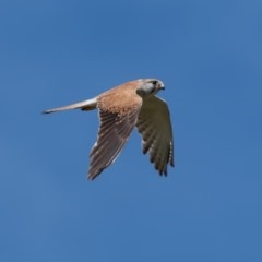 Falco cenchroides (Nankeen Kestrel) at Canyonleigh, NSW - 18 Nov 2020 by NigeHartley