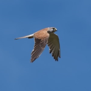 Falco cenchroides at Canyonleigh - 19 Nov 2020