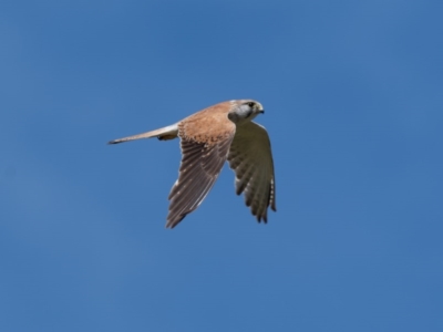 Falco cenchroides (Nankeen Kestrel) at Canyonleigh - 18 Nov 2020 by NigeHartley