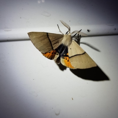 Gastrophora henricaria (Fallen-bark Looper, Beautiful Leaf Moth) at Goorooyarroo NR (ACT) - 6 Nov 2020 by KatherineR