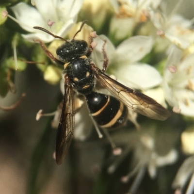 Lasioglossum (Australictus) peraustrale (Halictid bee) at Capital Hill, ACT - 17 Nov 2020 by PeterA