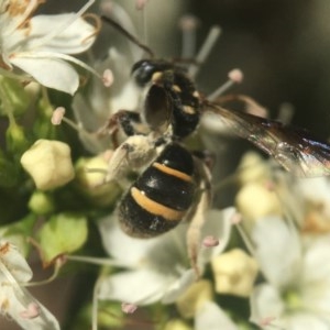 Lasioglossum (Australictus) peraustrale at Capital Hill, ACT - 17 Nov 2020