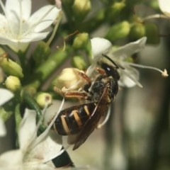Lasioglossum (Chilalictus) bicingulatum (Halictid Bee) at Capital Hill, ACT - 17 Nov 2020 by PeterA