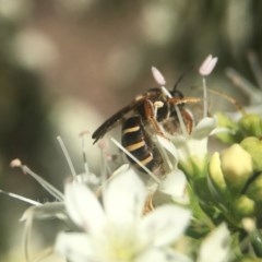 Lasioglossum (Chilalictus) bicingulatum at Capital Hill, ACT - 17 Nov 2020