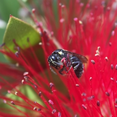 Hylaeus (Hylaeorhiza) nubilosus (A yellow-spotted masked bee) at Parkes, ACT - 19 Nov 2020 by PeterA