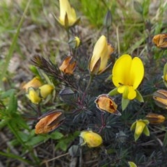 Gompholobium minus (Dwarf Wedge Pea) at Yass River, NSW - 19 Nov 2020 by SenexRugosus