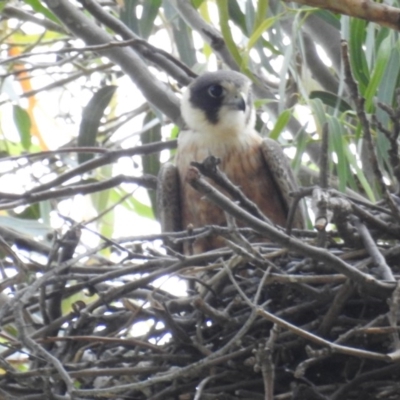 Falco longipennis (Australian Hobby) at Lions Youth Haven - Westwood Farm A.C.T. - 19 Nov 2020 by HelenCross