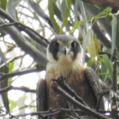 Falco longipennis at Kambah, ACT - 19 Nov 2020