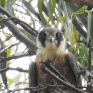 Falco longipennis at Kambah, ACT - 19 Nov 2020