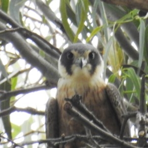 Falco longipennis at Kambah, ACT - suppressed