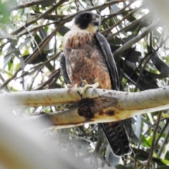 Falco longipennis at Kambah, ACT - 19 Nov 2020