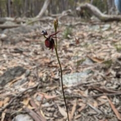 Caleana major (Large Duck Orchid) at Currawang, NSW - 29 Oct 2020 by camcols