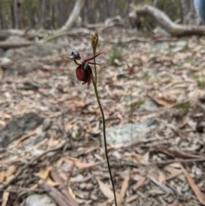 Caleana major at Currawang, NSW - 30 Oct 2020