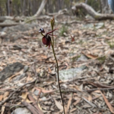 Caleana major (Large Duck Orchid) at Currawang, NSW - 29 Oct 2020 by camcols