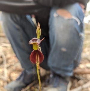 Caleana major at Currawang, NSW - 30 Oct 2020