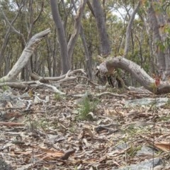 Caleana major at Currawang, NSW - 30 Oct 2020