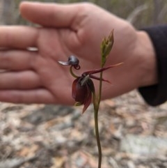 Caleana major at Currawang, NSW - 30 Oct 2020