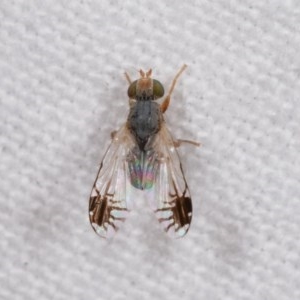 Trupanea (genus) at Melba, ACT - 12 Nov 2020