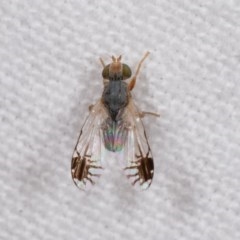 Trupanea (genus) (Fruit fly or seed fly) at Melba, ACT - 11 Nov 2020 by kasiaaus