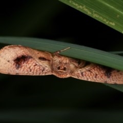 Aglaopus pyrrhata (Leaf Moth) at Melba, ACT - 11 Nov 2020 by kasiaaus