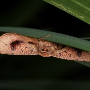 Aglaopus pyrrhata at Melba, ACT - 12 Nov 2020