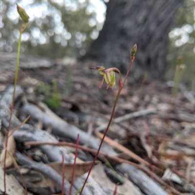 Caleana minor (Small Duck Orchid) at Currawang, NSW - 19 Nov 2020 by camcols