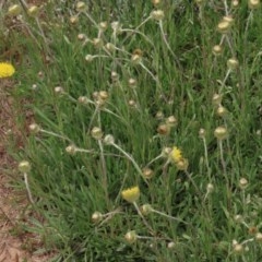 Rutidosis leiolepis (Monaro Golden Daisy) at Adaminaby, NSW - 15 Nov 2020 by AndyRoo