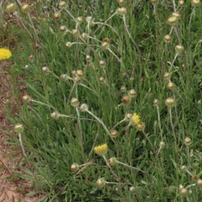 Rutidosis leiolepis (Monaro Golden Daisy) at Adaminaby, NSW - 15 Nov 2020 by AndyRoo