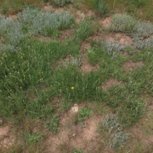 Rutidosis leiolepis at Adaminaby, NSW - 15 Nov 2020